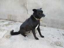 CELSIUS, Hund, Mischlingshund in Spanien - Bild 1
