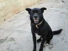 CELSIUS, Hund, Mischlingshund in Spanien - Bild 3