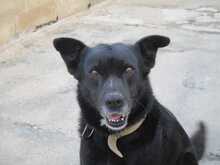CELSIUS, Hund, Mischlingshund in Spanien - Bild 4