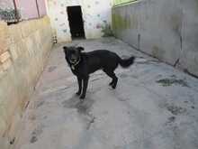 CELSIUS, Hund, Mischlingshund in Spanien - Bild 7