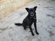 CELSIUS, Hund, Mischlingshund in Spanien - Bild 8