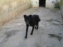 CELSIUS, Hund, Mischlingshund in Spanien - Bild 9