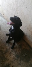 SCHWARTZI, Hund, Mischlingshund in Kroatien - Bild 12