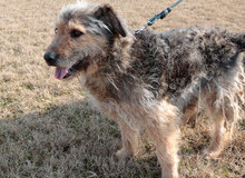 BOZONT, Hund, Mischlingshund in Ungarn - Bild 1