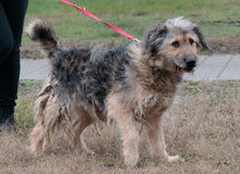 BOZONT, Hund, Mischlingshund in Ungarn - Bild 2