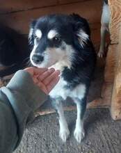 EDWIN, Hund, Mischlingshund in Rumänien - Bild 12