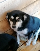 EDWIN, Hund, Mischlingshund in Rumänien - Bild 7