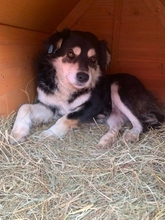 EDWIN, Hund, Mischlingshund in Rumänien - Bild 8