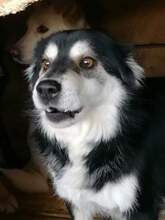 EDWIN, Hund, Mischlingshund in Rumänien - Bild 9