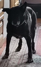 AMY, Hund, Mischlingshund in Traben-Trarbach - Bild 2