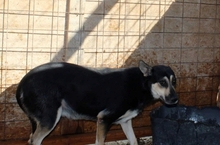BONNIE, Hund, Mischlingshund in Rumänien - Bild 6