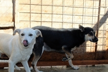 BONNIE, Hund, Mischlingshund in Rumänien - Bild 7