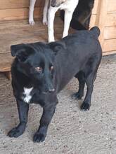 BLACKY, Hund, Mischlingshund in Rumänien - Bild 3