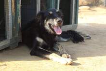 OKTAVIA, Hund, Mischlingshund in Griechenland - Bild 1