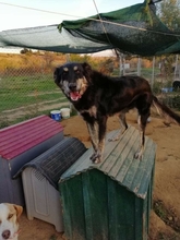 OKTAVIA, Hund, Mischlingshund in Griechenland - Bild 2