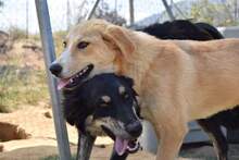 OKTAVIA, Hund, Mischlingshund in Griechenland - Bild 3