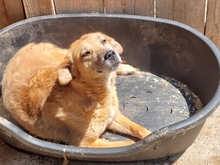 FINE, Hund, Mischlingshund in Rumänien - Bild 3