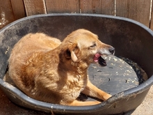 FINE, Hund, Mischlingshund in Rumänien - Bild 4
