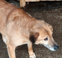 FINE, Hund, Mischlingshund in Rumänien - Bild 6