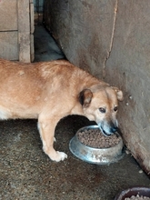 FINE, Hund, Mischlingshund in Rumänien - Bild 7