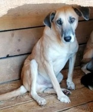 JANOSCH, Hund, Mischlingshund in Rumänien - Bild 13