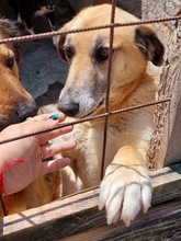 JANOSCH, Hund, Mischlingshund in Rumänien - Bild 2