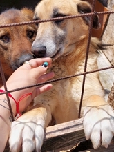 JANOSCH, Hund, Mischlingshund in Rumänien - Bild 3