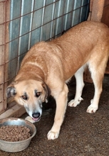 JANOSCH, Hund, Mischlingshund in Rumänien - Bild 6