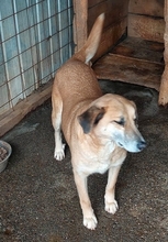 JANOSCH, Hund, Mischlingshund in Rumänien - Bild 7