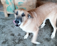 JANOSCH, Hund, Mischlingshund in Rumänien - Bild 8