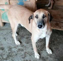 JANOSCH, Hund, Mischlingshund in Rumänien - Bild 9