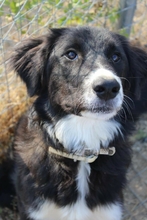 NEFELI, Hund, Mischlingshund in Griechenland - Bild 1