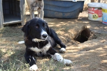 NEFELI, Hund, Mischlingshund in Griechenland - Bild 2