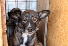 KOALA, Hund, Mischlingshund in Rumänien - Bild 1