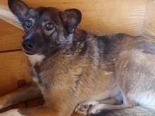 KOALA, Hund, Mischlingshund in Rumänien - Bild 2