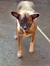KOALA, Hund, Mischlingshund in Rumänien - Bild 6