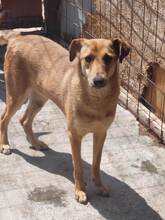 LEO, Hund, Mischlingshund in Rumänien - Bild 2