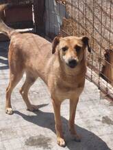 LEO, Hund, Mischlingshund in Rumänien - Bild 3