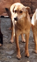 LEO, Hund, Mischlingshund in Rumänien - Bild 4