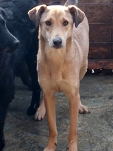 LEO, Hund, Mischlingshund in Rumänien - Bild 6