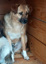 MAX, Hund, Mischlingshund in Rumänien - Bild 1