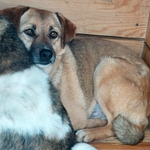 MAX, Hund, Mischlingshund in Rumänien - Bild 3