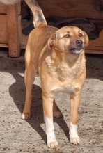MAX, Hund, Mischlingshund in Rumänien - Bild 4