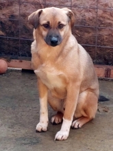 MAX, Hund, Mischlingshund in Rumänien - Bild 7