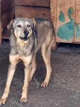 MATO, Hund, Mischlingshund in Rumänien - Bild 1