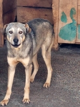 MATO, Hund, Mischlingshund in Rumänien - Bild 2