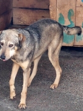 MATO, Hund, Mischlingshund in Rumänien - Bild 3