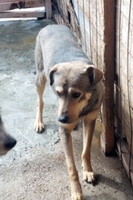 MATO, Hund, Mischlingshund in Rumänien - Bild 4