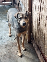 MATO, Hund, Mischlingshund in Rumänien - Bild 5
