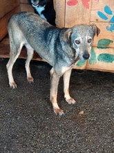 MATO, Hund, Mischlingshund in Rumänien - Bild 6